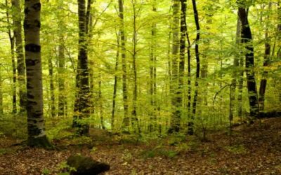 Il bosco più antico d’Europa