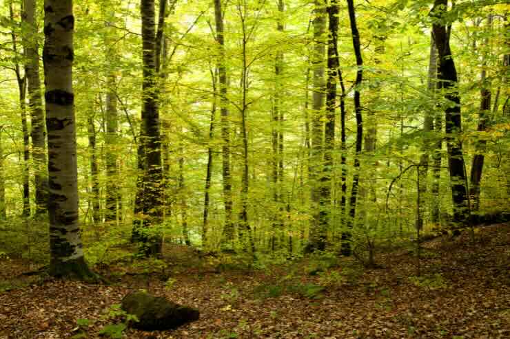 Il bosco più antico d’Europa